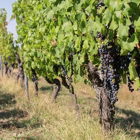 Appartement In Monferrato With Wine Tasting