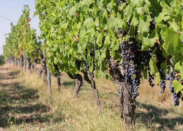 Appartement In Monferrato With Wine Tasting