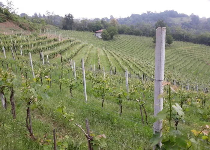 In Monferrato With Wine Tasting Tagliolo Monferrato